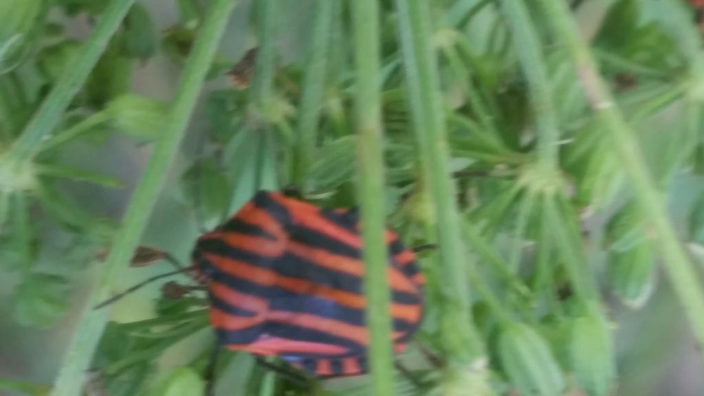 Pentatomidae: Graphosoma italicum